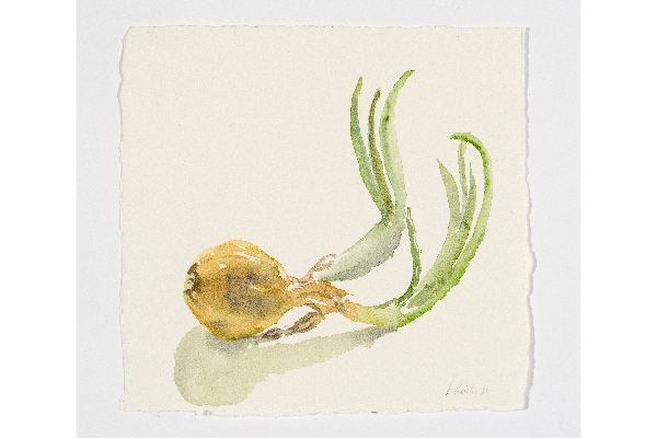 Onion 1, watercolour on Somerset, 8x8 in.
